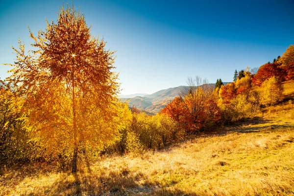 Sonbahar günü Ukrayna Karpatlar renkli ağaçlar, pus parlayan güneş ışınları muhteşem ışık efektleri ile nazik. Kayın huş blue Dağları arka plan üzerinde çok güzel — Stok fotoğraf