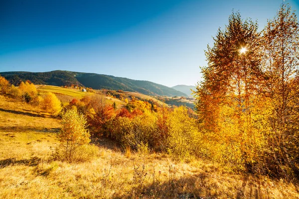 Sonbahar günü Ukrayna Karpatlar renkli ağaçlar, pus parlayan güneş ışınları muhteşem ışık efektleri ile nazik. Kayın huş blue Dağları arka plan üzerinde çok güzel