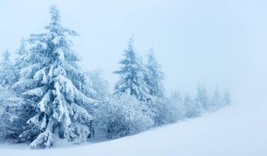 karlı köknar ağaçları ile kış manzarası