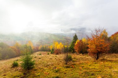 Güzel yaz Karpatları, sabahın erken saatlerinde, gündoğumundan kısa bir süre önce. Dağ sisli vadisinin üzerinde güzel bir gün doğumu. Öndeki çayır tepesinde ağaçlar.