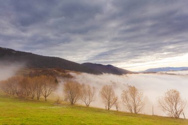 Güzel yaz Karpatları, sabahın erken saatlerinde, gündoğumundan kısa bir süre önce. Dağ sisli vadisinin üzerinde güzel bir gün doğumu. Öndeki çayır tepesinde ağaçlar.