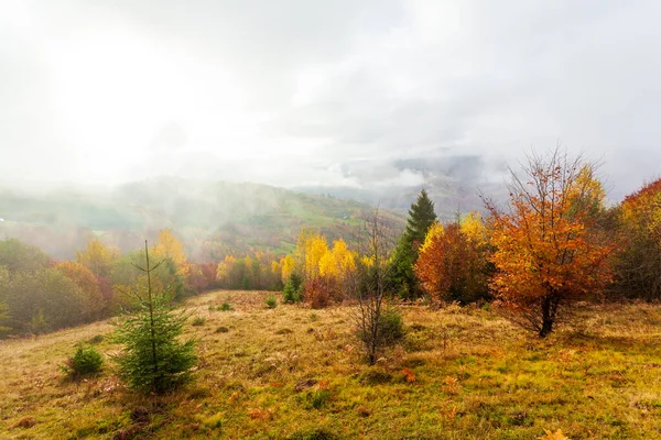Güzel yaz Karpatları, sabahın erken saatlerinde, gündoğumundan kısa bir süre önce. Dağ sisli vadisinin üzerinde güzel bir gün doğumu. Öndeki çayır tepesinde ağaçlar.