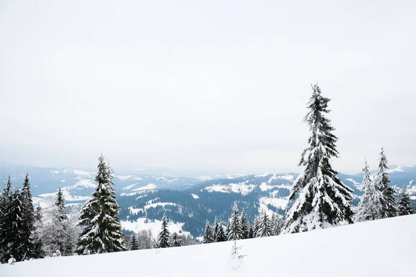 Karpat Dağları, Ukrayna. Güzel kış manzarası. Orman işçisi karla kaplı..