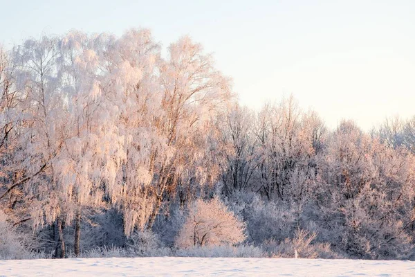 降雪期间，冬季的大气景观上覆盖着霜冻干燥的植物。冬季圣诞背景 — 图库照片