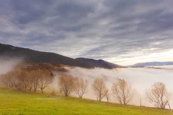 Güzel yaz Karpatları, sabahın erken saatlerinde, gündoğumundan kısa bir süre önce. Dağ sisli vadisinin üzerinde güzel bir gün doğumu. Öndeki çayır tepesinde ağaçlar.