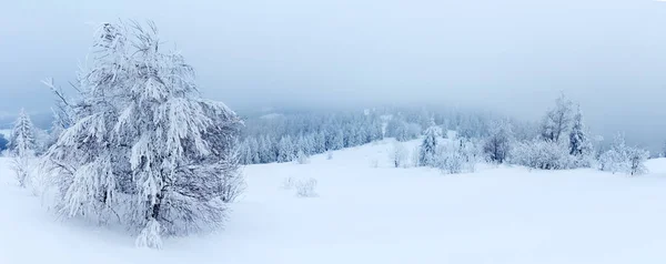 Zimní krajina s zasněžené jedle — Stock fotografie