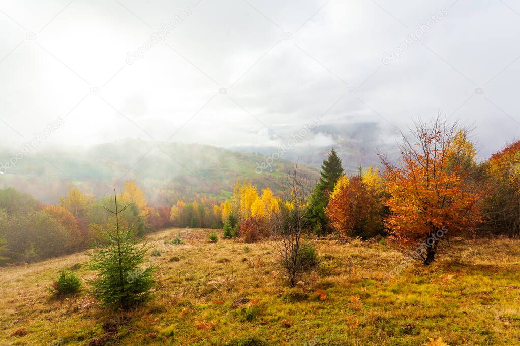Beautiful summer Carpathians, in the early morning, shortly before sunrise. Beautiful sunrise over a mountain misty valley. Trees on a grassland hill in the foreground.