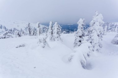 Kardan sonra karla kaplı köknar ormanı ve kış günü sisli gri gökyüzü. Karpat Dağları, Ukrayna