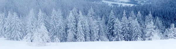 karlı köknar ağaçları ile kış manzarası