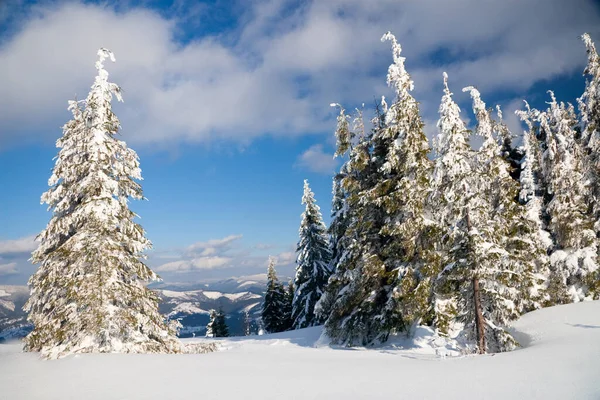 Montanhas Cárpatas, Ucrânia. Maravilhosos abetos cobertos de neve contra o pano de fundo de picos de montanha. Vista panorâmica da pitoresca paisagem de inverno nevado. Dia ensolarado lindo e tranquilo. — Fotografia de Stock