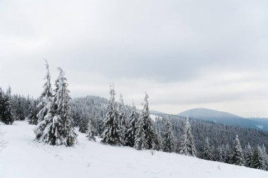 Karpat Dağları, Ukrayna. Güzel kış manzarası. Orman işçisi karla kaplı..