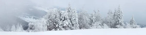 karlı köknar ağaçları ile kış manzarası