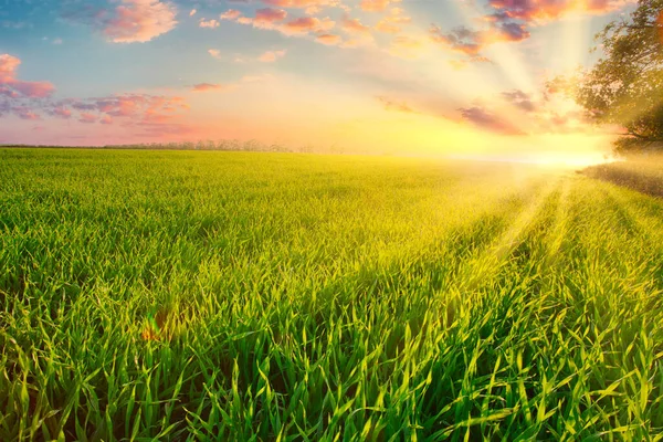 Green wheat field at sunset sun glare grass summer day trees sky rows — 스톡 사진