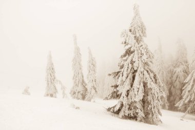 Kar köknar ağaçları dağ zirveleri arka plan üzerinde kaplı. Pitoresk karlı kış manzara panoramik manzaralı. 