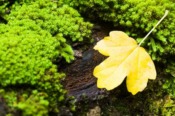 Schöner wilder Herbstwald mit einem kleinen Bach oder einem wilden Fluss und bunten abgefallenen Blättern. Ukrainischer Wald im Herbst. Dunkler Wald. — Stockfoto