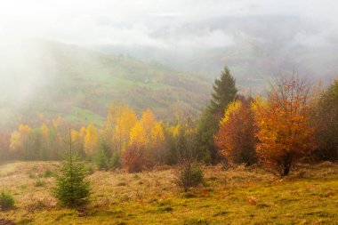 Güzel yaz Karpatları, sabahın erken saatlerinde, gündoğumundan kısa bir süre önce. Dağ sisli vadisinin üzerinde güzel bir gün doğumu. Öndeki çayır tepesinde ağaçlar.