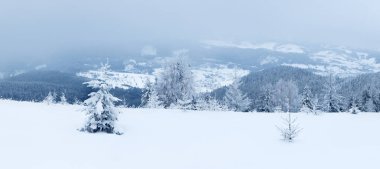 Çam Ağacı Ormanı Kış Manzarasında Karla kaplı.