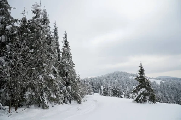 Carpathian mountains, Ukraine. Beautiful winter landscape. The forrest ist covered with snow. — Stock Photo, Image