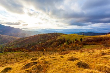 Güneşin altında parlayan sihirli sarı ağaçlar. Olağanüstü ve güzel bir sahne. Turist eğlencesi. Karpat Dağları, Ukrayna. Güzellik dünyası.