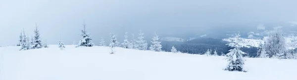 Smrkový les pokrytý sněhem v zimní krajině. — Stock fotografie