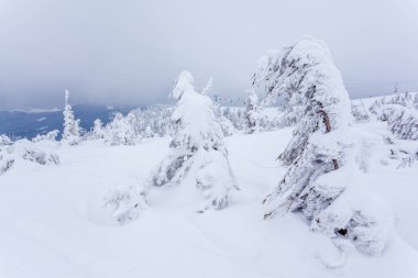 Kardan sonra karla kaplı köknar ormanı ve kış günü sisli gri gökyüzü. Karpat Dağları, Ukrayna