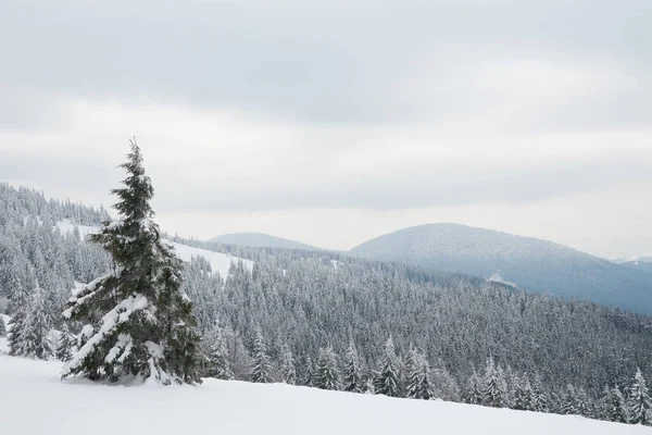 Carpathian mountains, Ukraine. Beautiful winter landscape. The forrest ist covered with snow. — Photo