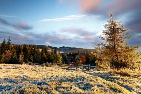 Ukrayna. Sonbahar dağlarında harika bir sabah. Carpathian sıradağları. Yumuşak güneş ışığı Glades ve Firs 'te, buzlar çimenlerde. — Stok fotoğraf