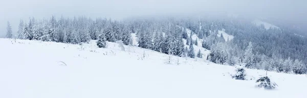 冬の風景で雪に覆われたスプルースの木の森. — ストック写真