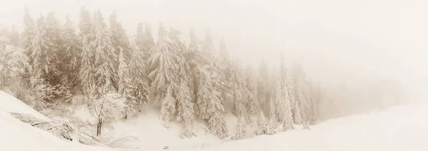 Neve coberto abetos no fundo de picos de montanha. Vista panorâmica da pitoresca paisagem de inverno nevado . — Fotografia de Stock