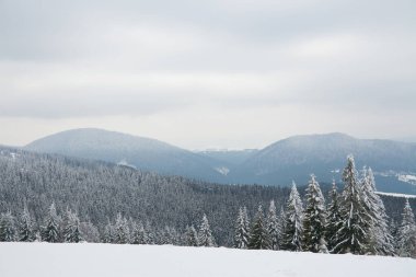 Carpathian mountains, Ukraine. Beautiful winter landscape. The forrest ist covered with snow.