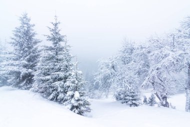 Karla kaplı ağaçlarla kaplı güzel bir kış manzarası. Kış dağları.