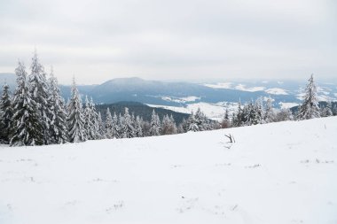 Karpat Dağları, Ukrayna. Güzel kış manzarası. Orman işçisi karla kaplı..