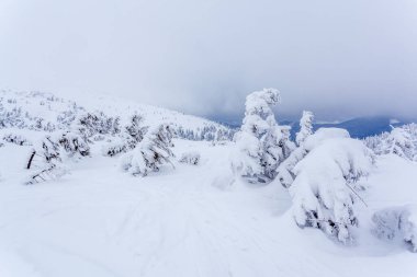 Kardan sonra karla kaplı köknar ormanı ve kış günü sisli gri gökyüzü. Karpat Dağları, Ukrayna