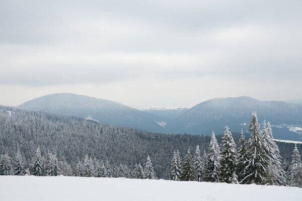 Карпаты, Украина. Прекрасный зимний пейзаж. Форрест засыпан снегом.