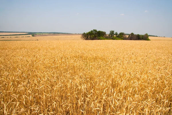 Kharkiv, Ukrayna. Tahılların hasat edildiği bir tarımda altın buğday olgunlaşır. Altın tanecikler.