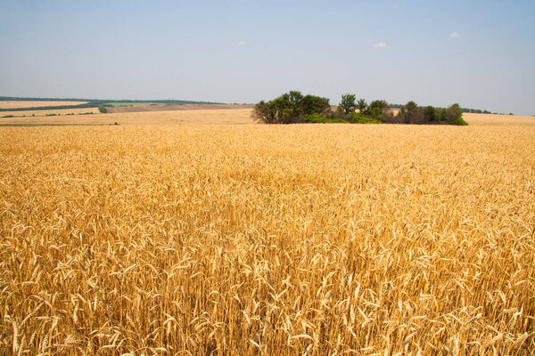 Kharkiv, Ukraine. Golden wheat ripens in an agricultural field where cereals are harvested. Golden grain grains.