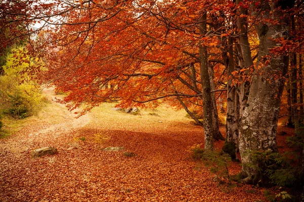 Ucrânia. Bela paisagem de outono ensolarada com folhas vermelhas secas caídas, floresta e árvores amarelas. Adoráveis raios de sol coloridos através de galhos de árvores. Parque Nacional de Shypit Cárpatos. Pipetas. — Fotografia de Stock