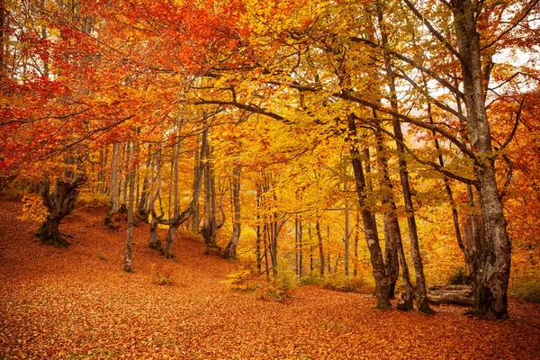 Ukrayna. Kurumuş kırmızı yaprakları, ormanı ve sarı ağaçları olan güzel güneşli sonbahar manzarası. Ağaç dallarının arasından geçen güzel renkli güneş ışınları. Shypit Ulusal Parkı Karpatları. Kuklalar.