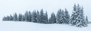 Çam Ağacı Ormanı Kış Manzarasında Karla kaplı.
