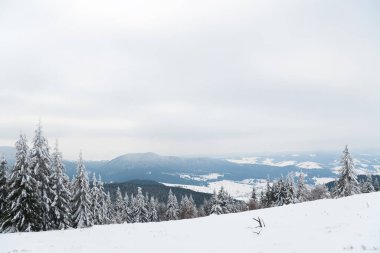 Karpat Dağları, Ukrayna. Güzel kış manzarası. Orman işçisi karla kaplı..