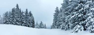Çam Ağacı Ormanı Kış Manzarasında Karla kaplı.