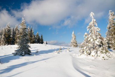 Karpat Dağları, Ukrayna. Dağ zirvelerinin arka planına karşı karla kaplı harika fırtınalar. Resimli karlı kış manzarasının panoramik görüntüsü. Muhteşem ve sakin güneşli bir gün..