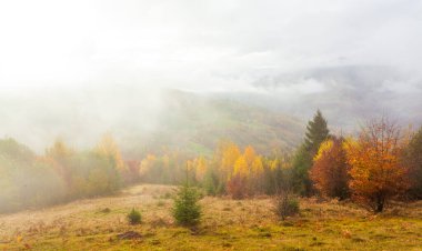 Güzel yaz Karpatları, sabahın erken saatlerinde, gündoğumundan kısa bir süre önce. Dağ sisli vadisinin üzerinde güzel bir gün doğumu. Öndeki çayır tepesinde ağaçlar.