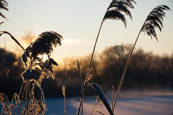 Photo the snow-covered river did not freeze in winter.The river flows in winter. Snow on the branches of trees. Reflection of snow in the river. Huge snowdrifts lie on the Bank of the stream. — стоковое фото