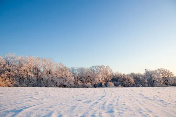 Зимний атмосферный ландшафт с замерзшими сухими растениями во время снегопада. Зимний фон Рождества — стоковое фото