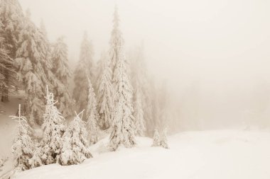 Kar köknar ağaçları dağ zirveleri arka plan üzerinde kaplı. Pitoresk karlı kış manzara panoramik manzaralı. 