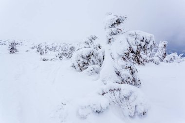 Kardan sonra karla kaplı köknar ormanı ve kış günü sisli gri gökyüzü. Karpat Dağları, Ukrayna