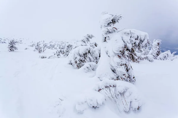 Замороженные заснеженные еловые леса после снегопада и серое небо в тумане в зимний день. Карпаты, Украина — стоковое фото