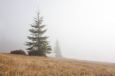 Sis dağlarında manzara. Karpat Dağları. Sis dışarı yapışmasını ağaçlar üst kısımları.