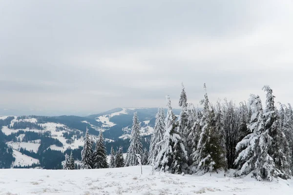 Carpathian mountains, Ukraine. Beautiful winter landscape. The forrest ist covered with snow. — Stok fotoğraf